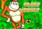 crazy monkey